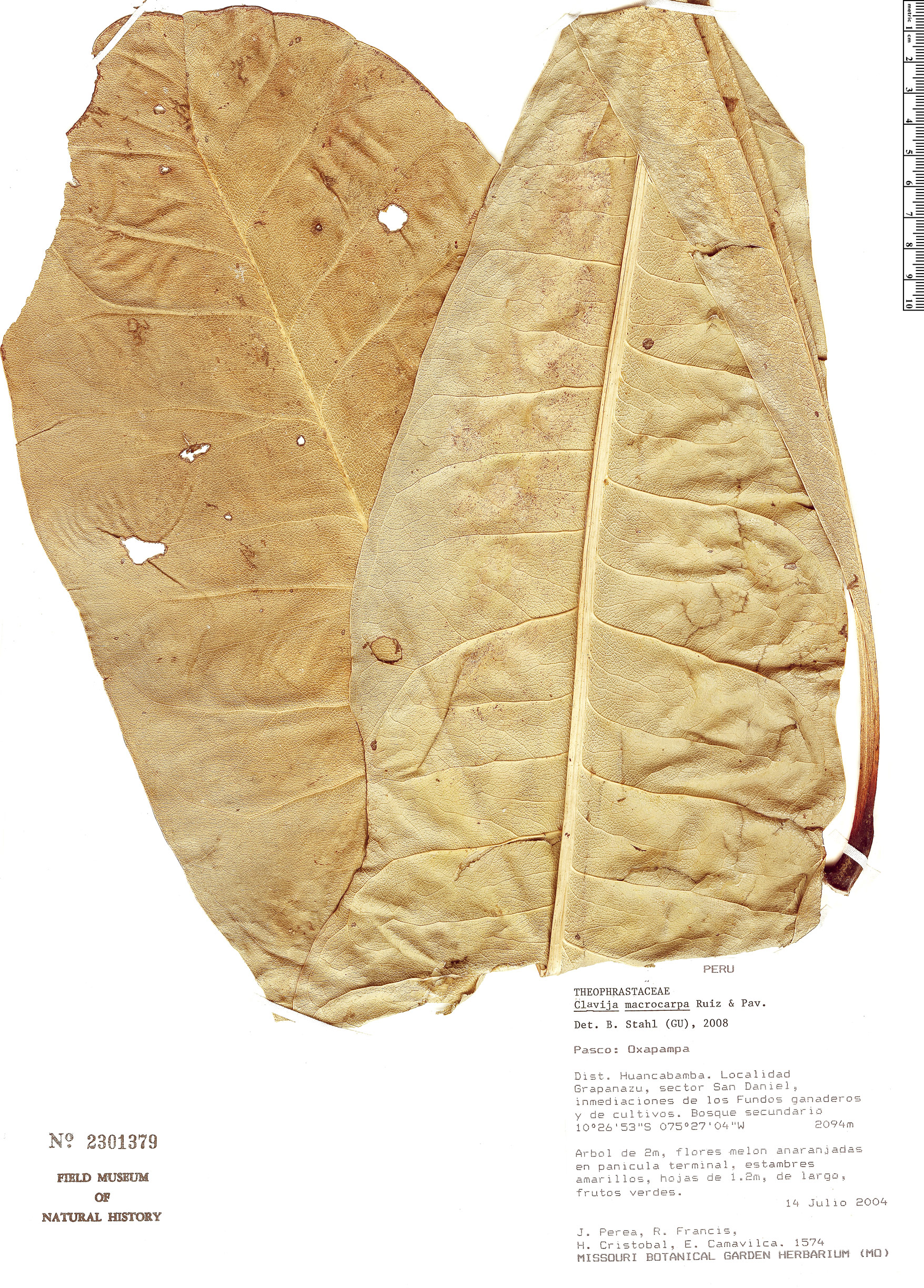 Clavija macrocarpa (Bigfruit clavija) — photo