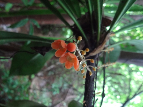 Clavija nutans (Ca-a-boici-gonha) — photo