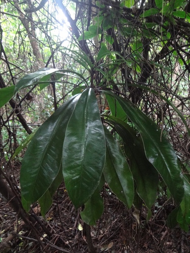 Clavija nutans