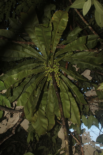 Clavija ornata (Ornate clavija) — photo