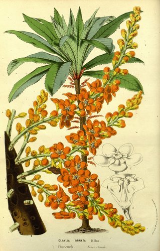 Clavija ornata