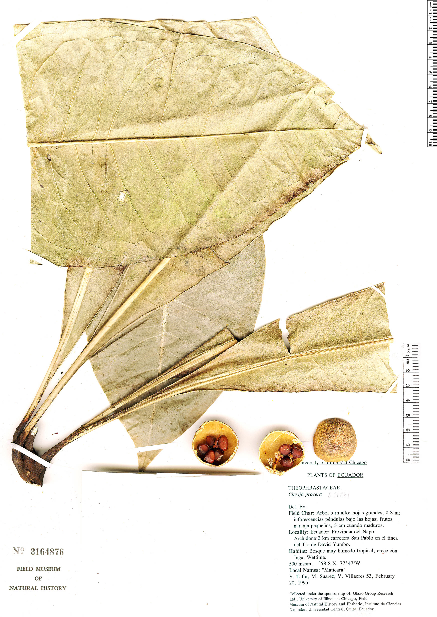 Clavija procera