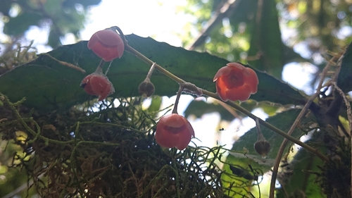 Clavija pungens — photo