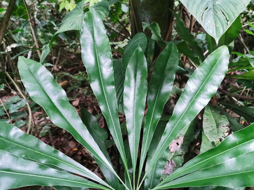 Clavija tarapotana (Tarapoto clavija) — photo