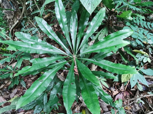 Clavija tarapotana