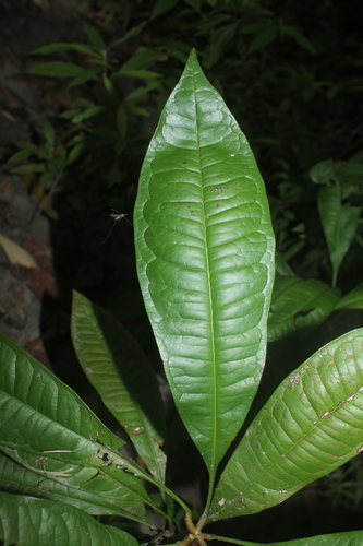 Clavija weberbaueri (Weberbauer clavija) — photo