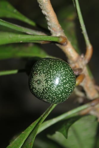 Clavija weberbaueri