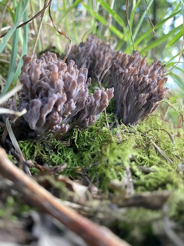 Clavulina amethystina — photo