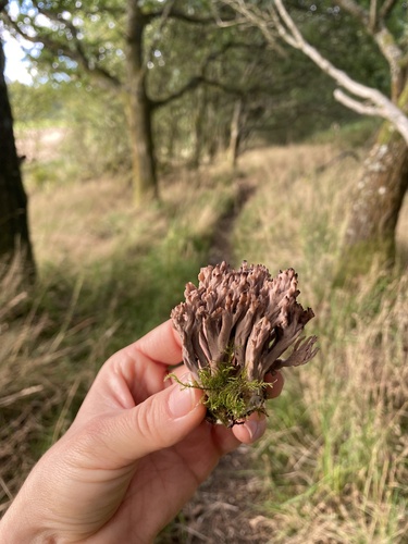 Clavulina amethystina