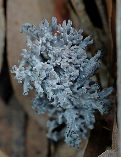 Clavulina cinerea (Gray coral) — photo