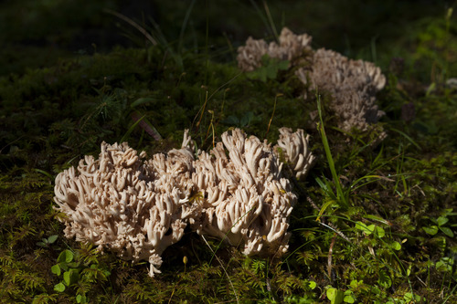 Clavulina cinerea f. sublilascens