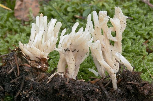 Clavulina cinerea f. sublilascens — photo