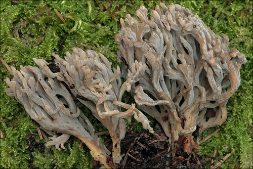 Clavulina cinerea f. sublilascens — photo