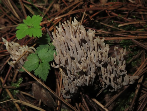 Clavulinaceae
