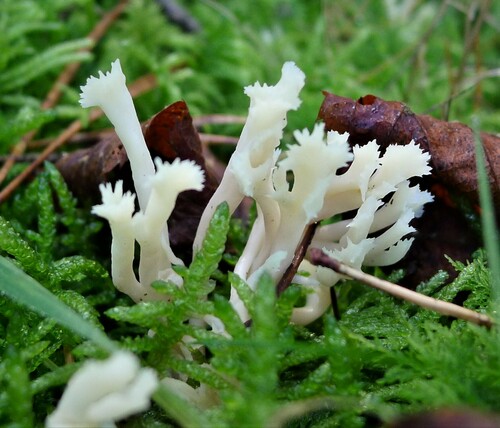 Clavulina coralloides — photo