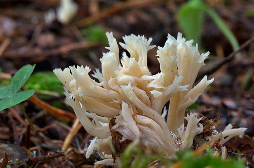 Clavulina coralloides — photo