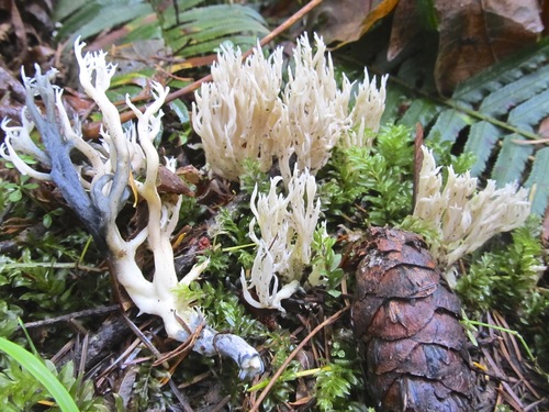 Clavulina cristata (Crested coral) — photo