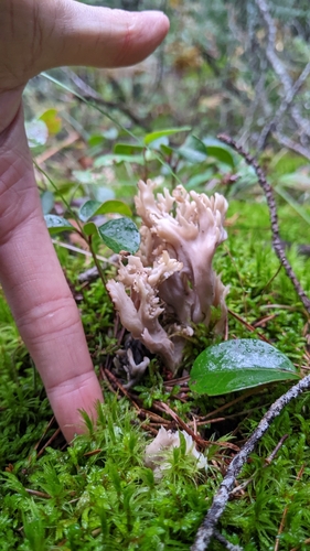Clavulina cristata (Crested coral) — photo