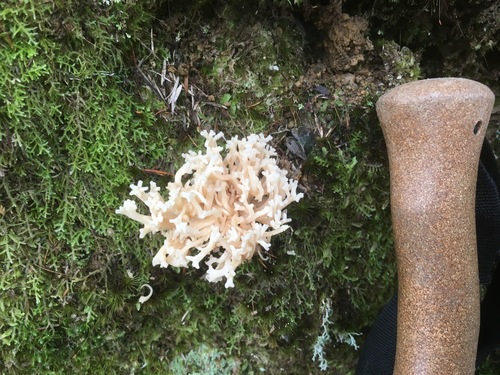 Clavulina cristata