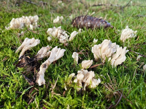 Clavulina rugosa — photo