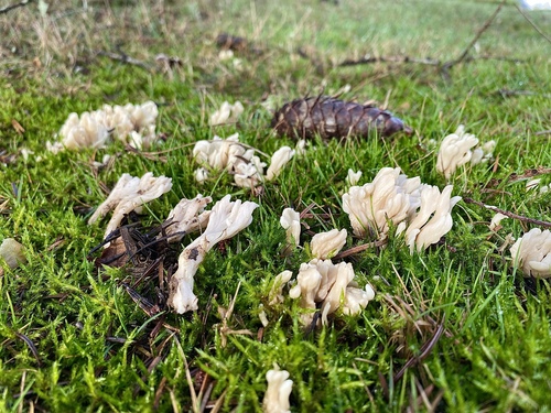 Clavulina rugosa — photo