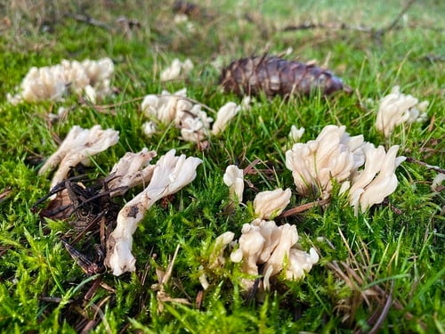 Clavulina rugosa