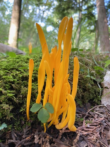 Clavulinopsis fusiformis (Golden spindles) — photo