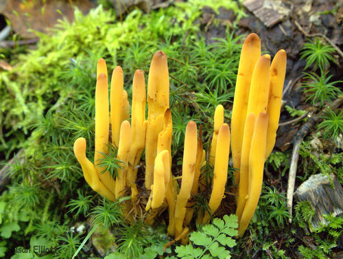 Clavulinopsis fusiformis (Golden spindles) — photo