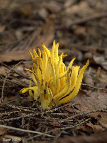 Clavulinopsis fusiformis
