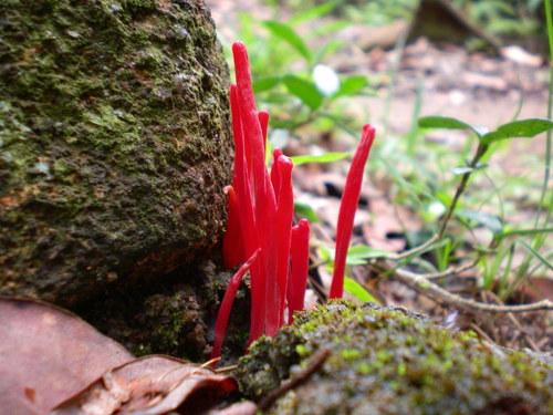 Clavulinopsis miyabeana