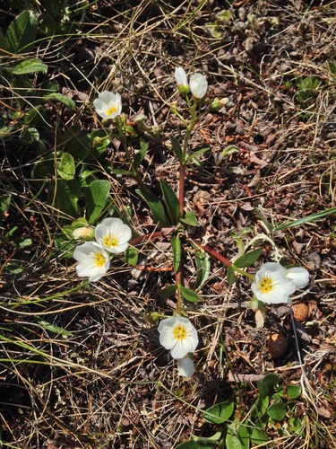 Claytonia acutifolia (Bering Sea spring beauty) — photo