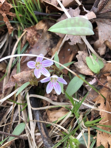 Claytonia caroliniana (Carolina spring beauty) — photo