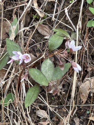 Claytonia caroliniana (Carolina spring beauty) — photo
