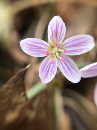 Claytonia caroliniana