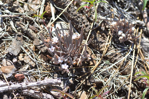Claytonia exigua — photo