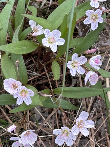 Claytonia lanceolata