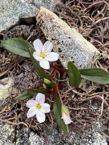 Claytonia multiscapa — photo