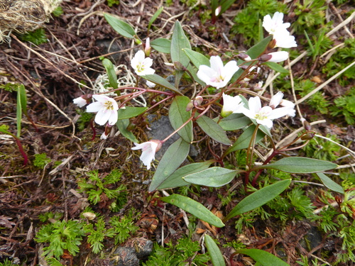 Claytonia multiscapa — photo