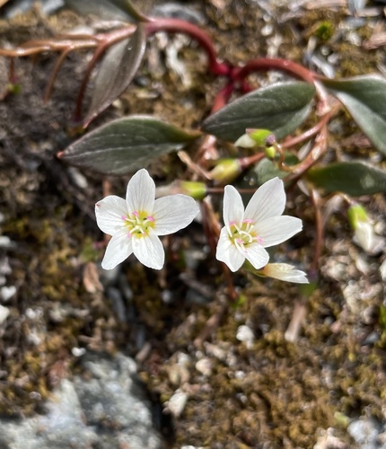 Claytonia multiscapa