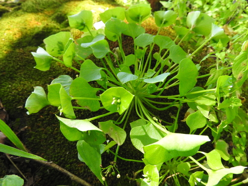 Claytonia perfoliata (Spring beauty) — photo