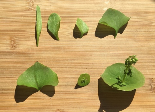 Claytonia perfoliata (Spring beauty) — photo