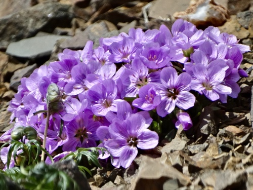 Claytonia scammaniana (Scamman's Springbeauty) — photo