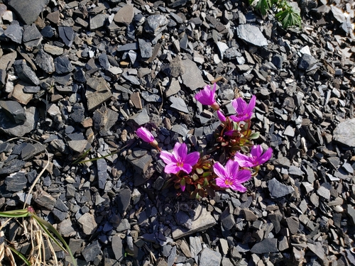 Claytonia scammaniana (Scamman's Springbeauty) — photo