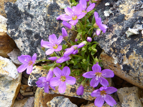 Claytonia scammaniana