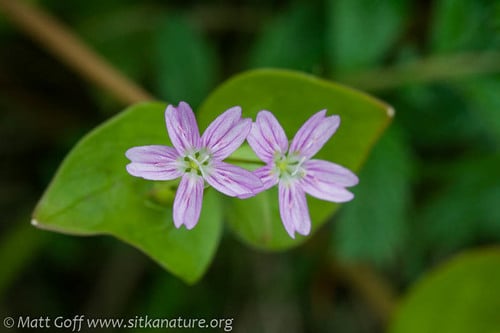 Claytonia sibirica (Pink purslane) — photo