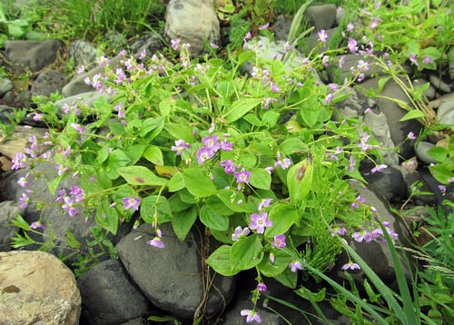 Claytonia sibirica (Pink purslane) — photo