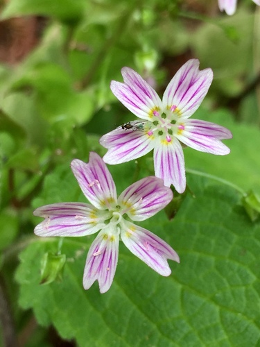 Claytonia sibirica