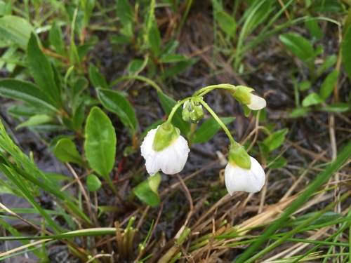 Claytonia tuberosa (Tuberous spring beauty) — photo