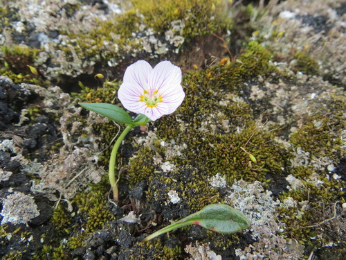 Claytonia tuberosa (Tuberous spring beauty) — photo