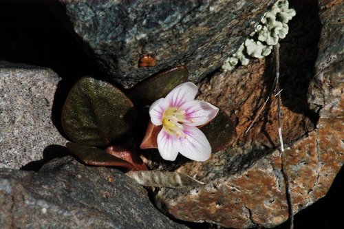 Claytonia umbellata (Great Basin spring beauty) — photo